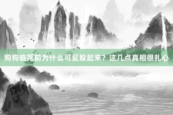 狗狗临死前为什么可爱躲起来？这几点真相很扎心